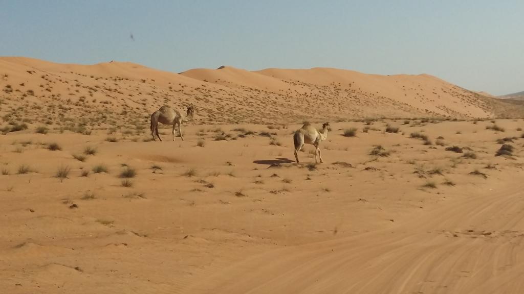 Safari Dunes Camp Ḩawīyah Buitenkant foto