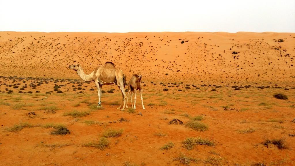 Safari Dunes Camp Ḩawīyah Buitenkant foto